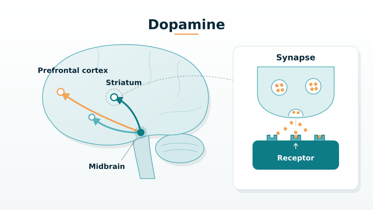 Infographic answering what is dopamine, with three brain pathways and a synapse inset